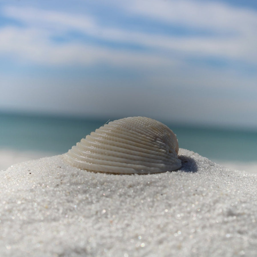 White seashell on fine pale sand with the blue Mediterranean sea behind, clean ozonic fragrance family